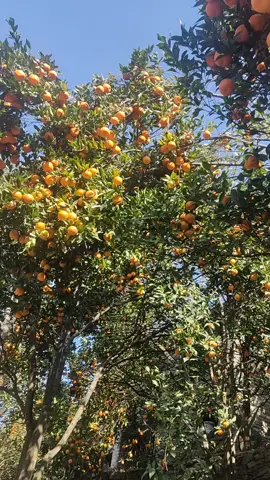 suntala guliyo vayo 🍊🍊#baskharka #myagdi #parbat #orange #suntalapakera #nepalisong #bishnumajhi #bishnu majhi song #nepal #foryoupage #fyp#viral #video #fruits #benimuser #myagdi #orange 