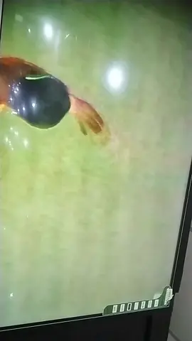 #tiktok #Live 