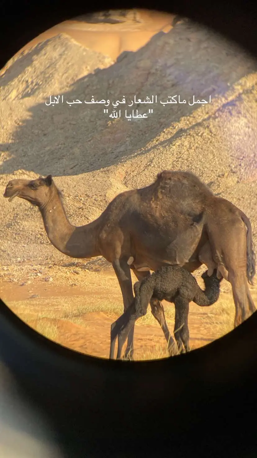 #شعر #قصايد #عطايا_الله🐪 #ترندات_تيك_توك #خلف_بن_هذال    #ابن_جدلان #المملكه_العربيه_السعوديه🇸🇦 #السعودية #ترند #fyp #anime #tiktok 