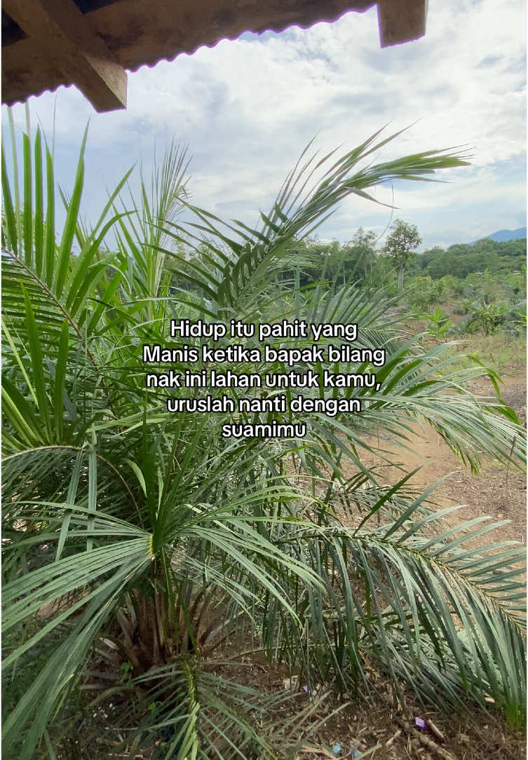 #foryoupage #berandatiktok #fypplis #kalsel #lewatberanda #tanahbumbu #sawit 