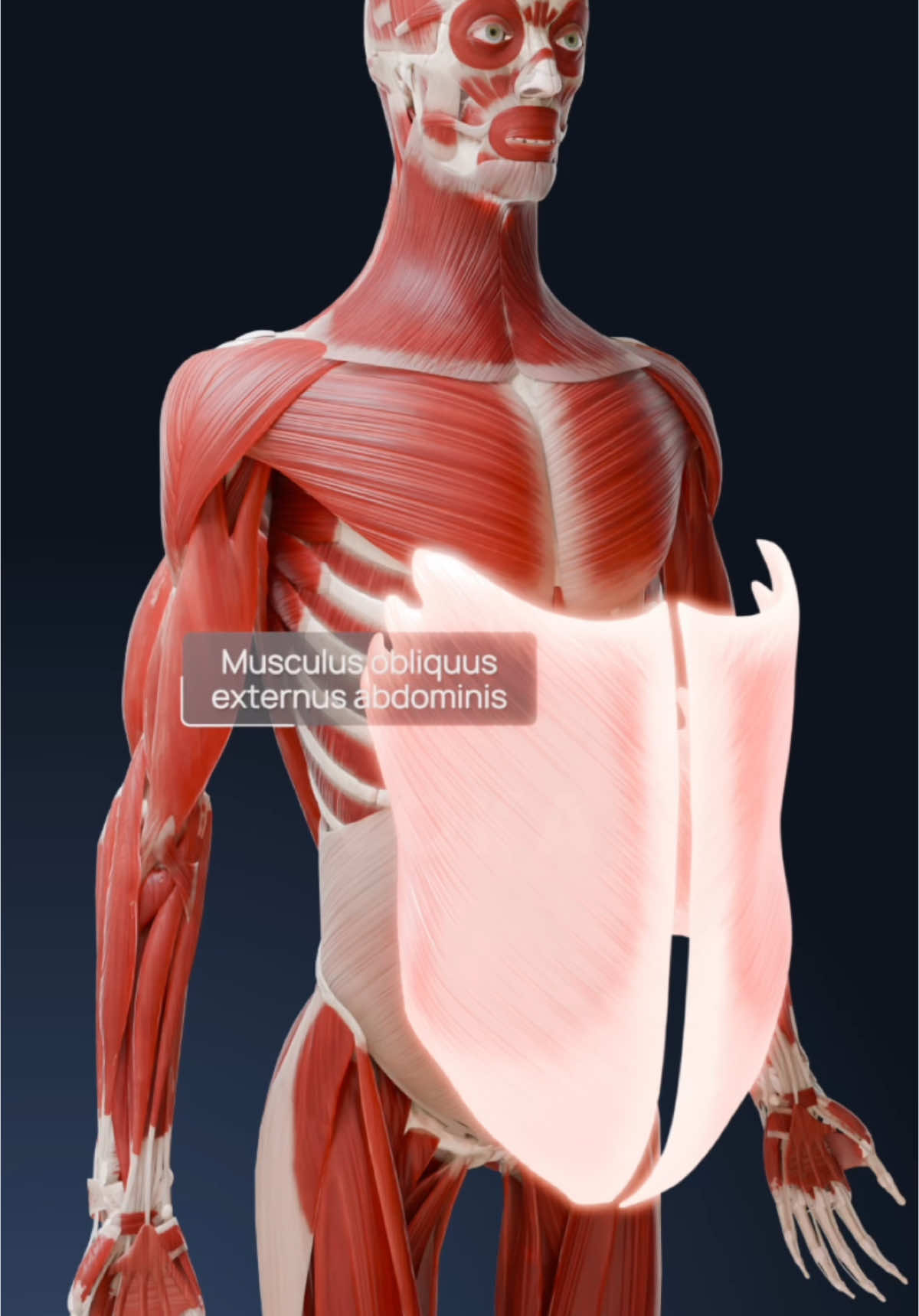 Core muscles anatomy in 3D: abdominal muscles explained with VOKA 3D Anatomy & Pathology Delve into the essential structure of core and abdominal muscles with this cutting-edge 3D visualization, created for medical students, fitness professionals, physiotherapists, and anatomy enthusiasts. This immersive tool offers a comprehensive view of the muscles that support posture, stability, and movement, helping you understand their critical role in human biomechanics.   Whether you’re studying core-related injuries, exploring fitness applications, or enhancing your understanding of functional anatomy, this 3D model offers an unparalleled learning experience. Unlock the intricacies of core strength and abdominal stability with VOKA 3D Anatomy & Pathology’s hyper-realistic models, tailored for both education and application.   #coremuscleanatomy #abdominalmuscles #corestrength #anatomy #pathology #anatomy3d #3danatomy #medstudents #medicalstudents #medicaltsudent #digitallearning #humanbody