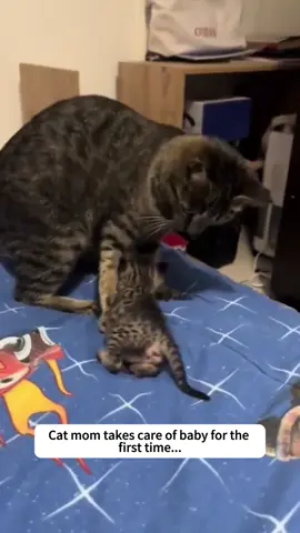 This is how a cat mother treats her baby…#usa🇺🇸 #usa_tiktok #cat #pet #foryou #for #fouryou #cutecat #funnyvideo #catsoftiktok #funnycat #fpy #cute 
