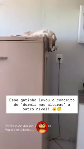 Em cima da geladeira e com uma pose pra lá de engraçada, ele mostra que conforto é questão de criatividade! 😂 #GatinhoNasAlturas #DorminhocoFofo #PoseDeGato #zooeiratop