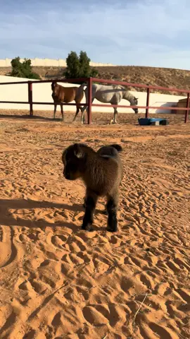 #الشعب_الصيني_ماله_حل😂😂 #فولو🙏🏻لايك❤️اكسبلور🙏🏻🌹💫 #ترندات_تيك_توك_2022_اكسبلور_💜 #الرياض #حيوانات #explore #فولو #لايكات #تصميم_فيديوهات🎶🎤🎬 #موسم_الرياض #Riyadh #ضحك_وناسة #ماعز_قزم #اكسبلوررررر #فيديوهات #pygmygoats #حب #حلويات #مراح 