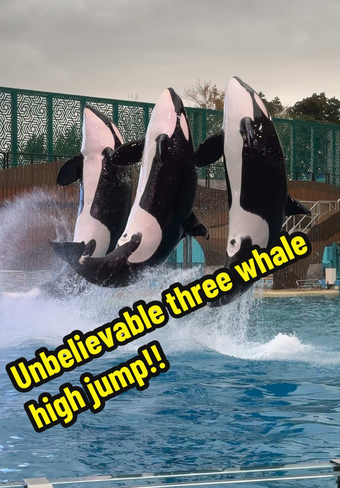 The weather was frightful yesterday but the shows were delightful! In this video, all three female orcas are asked to do a high jump & I was at the perfect angle to capture it beautifully. I’ve included the boys, Makaio & Trua in this video also. #seaworld #seaworldorlando #seaworldsanantonio #seaworldsandiego #show #seaworldrescue #watch #cute #cuteanimals #marinemammal #funny #blowthisup #dolphin #dolphins #dolphinshow #orca #orcas #orcaencounter #seaworldcares #killerwhale #killerwhales #whale #whales #blackandwhite #amazing #wow #cool #florida #orlando #orlandoflorida #highjump #unbelivable #rain #f #fyp #fypシ #foryoupage #foru #foryourpage #fypシ゚viral #fy #fypage #katina #nalani #malia #trua #makaio #fabfive 