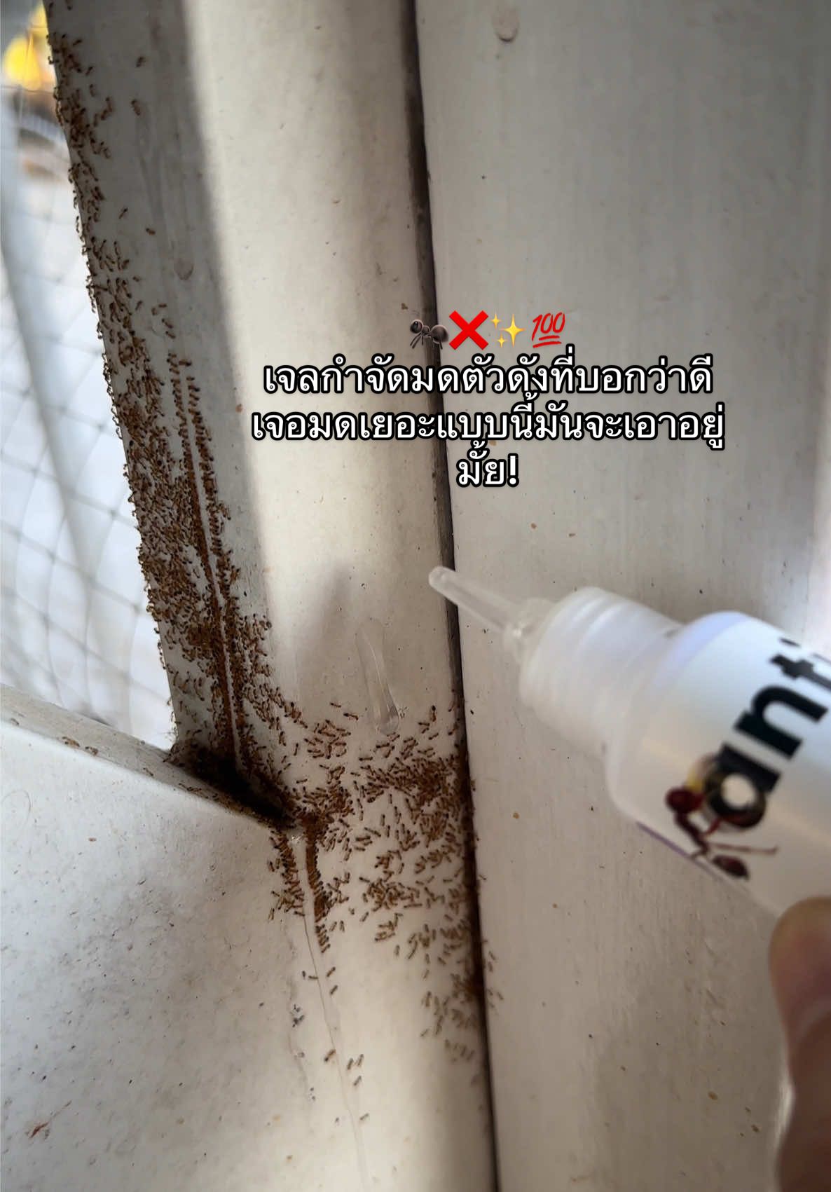 🐜❌💯มดบ้านแม่เยอะมากกก! อยากรู้ว่าเจลหยอดมดที่เคยใช้จะเวิร์คมั้ย แต่มันเวิร์คหยดไปคืนเดียวมดน้อยลงแบบน้อยลงเลย ดีไปกด! @คออิม🦞🫧  @คออิม🦞🫧  #กําจัดมด #เจลกําจัดมด #antiant #น้ํายากําจัดมด 