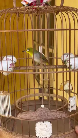 #chimvanhkhuyen #chimvanhkhuyenliu #chimkhuyen #chimkhuyenliu  khuyên re gọi mái 