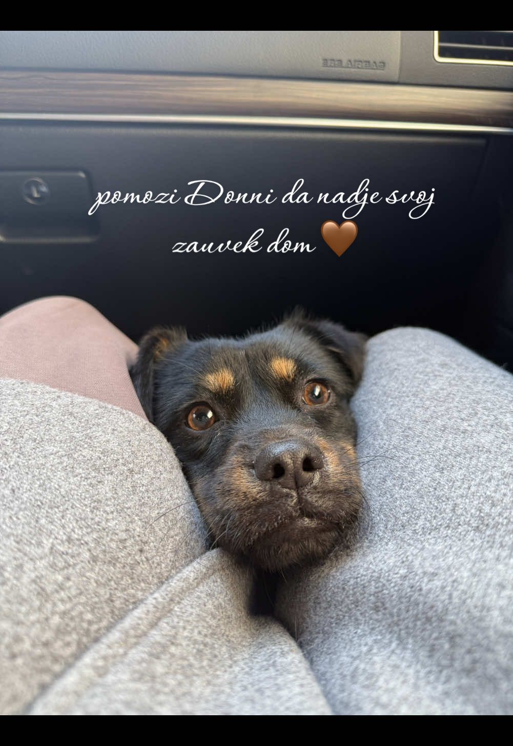 Donna - možda osvaja baš tvoje srce 🤎  Potpuno je zdrava, ima godinu dana, mala je rastom i ostaje te veličine, ima 8kg i izrazito je mirne naravi, ako si bas ti odlučio/la da budeš njen heroj, piši mi da dogovorimo upoznavanje 🥹