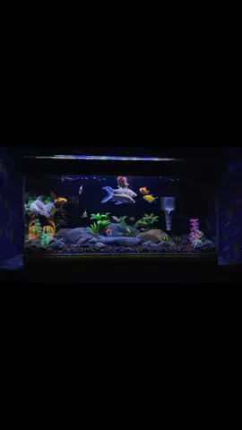 🐣🧠 #fypシ #hobigoldfish #aquariumestetik #ikan #koi #aquariumfish #goldfish #fypviralシ #fouryoupage #aquarium #CapCut #ikankoi 