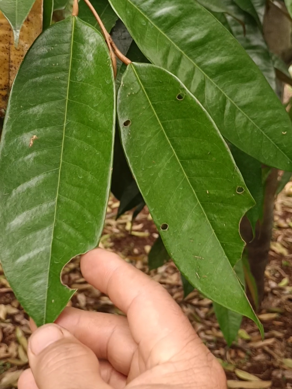 sầu riêng thời kỳ làm già lá vẫn bị sâu ăn lá.#xuhuong #giaitri #saurieng 