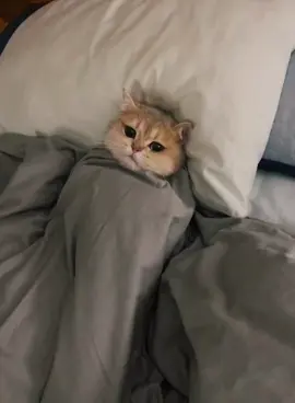 It's time to get up.😠 #cute #cat #tik #foryou #fyp #tiktok 