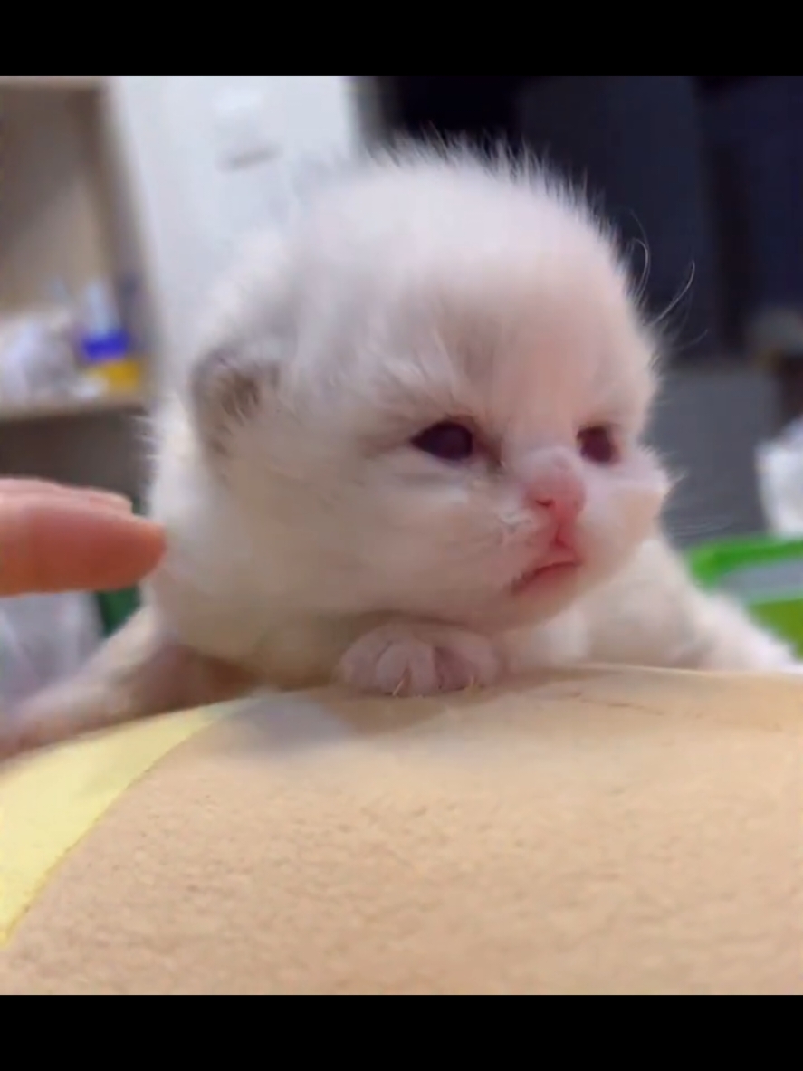 baby cat meowing, cute Kitty kitten #cats #fyp #gatos #tiktokviral #catlover 