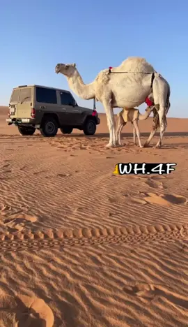 ابل جيب ربع  ##جناح الصقر ## تماني المنخلي #خباش المشعليه #
