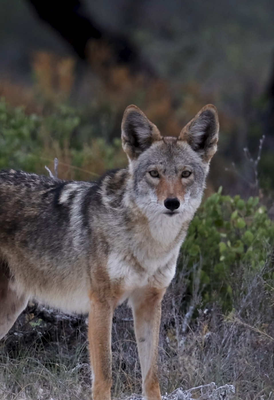 🐺 El invierno nos deja ver pelajes más bonitos en los mamíferos. #wildlifephotography #wildlife #naturaleza #coyote 