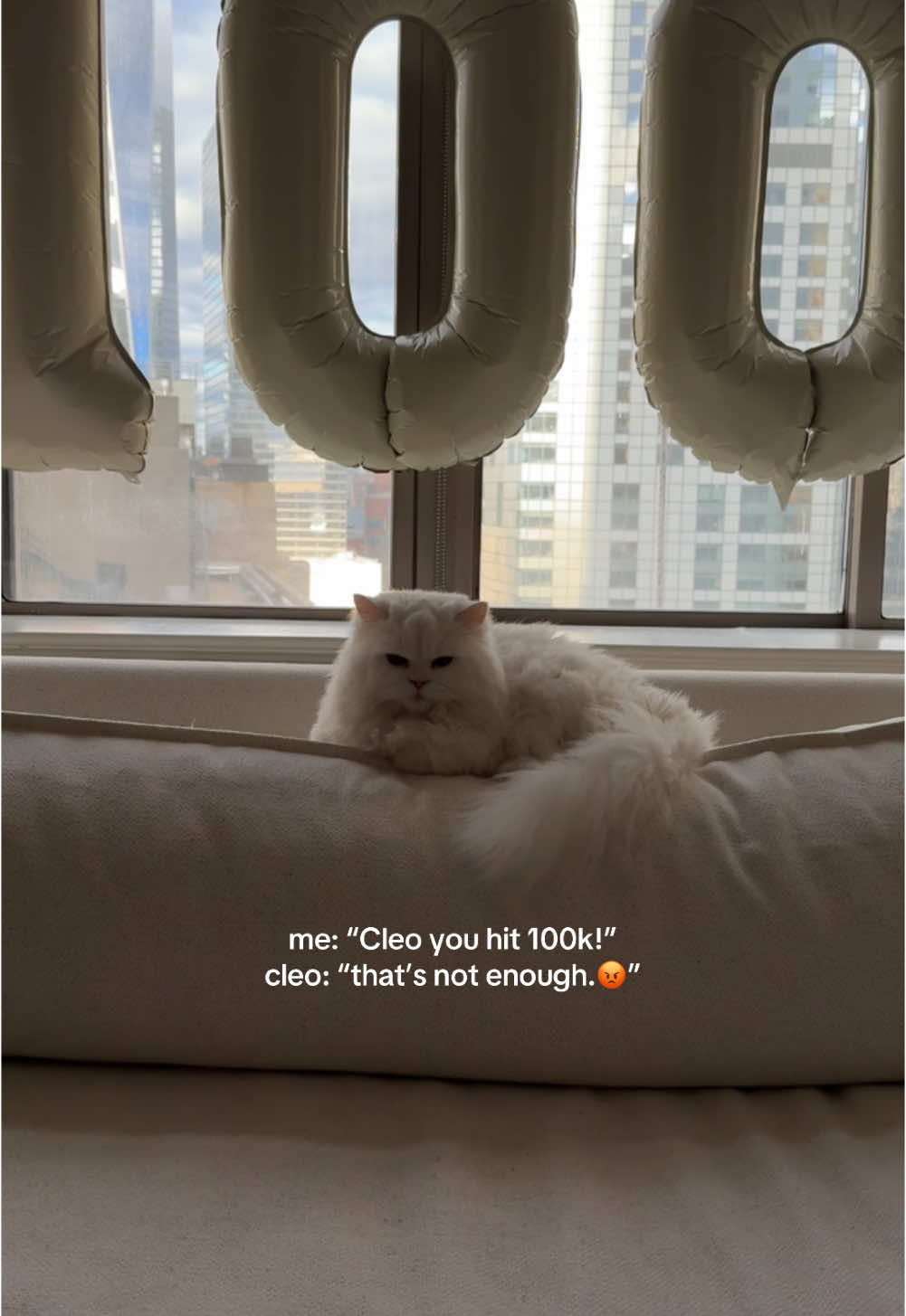 not impressed 😡 #persiancat #fyp #madcat 