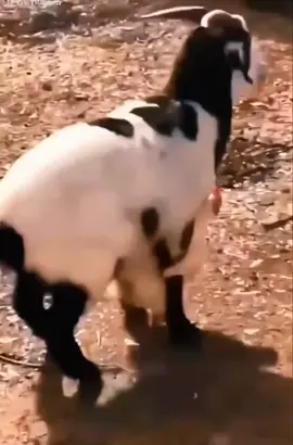 An angry goat pushes a man out of his comfort zone in the swing, lol try not to laugh 🤣🤣🤣