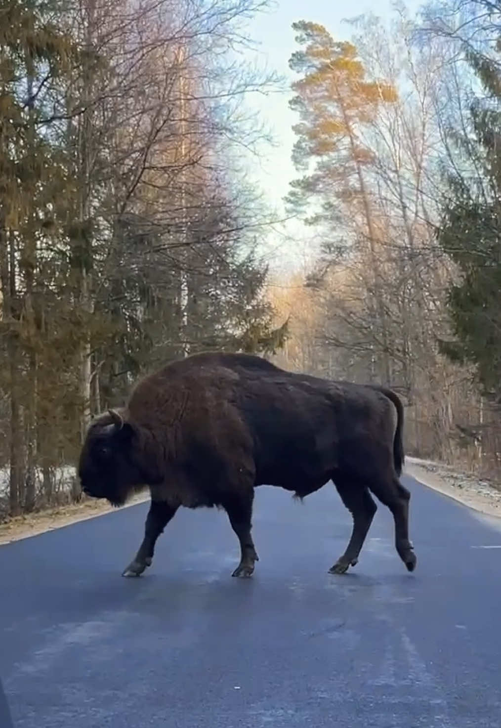 This is Białowieża 🤟 #bison #wildanimal #wildforester #wildanimals #bialowieza #bialowiezaforest #teremiski #poland🇵🇱 #hajnowka #зубр #беловежскаяпуща #żubr #белавежскаяпушча #zubr 