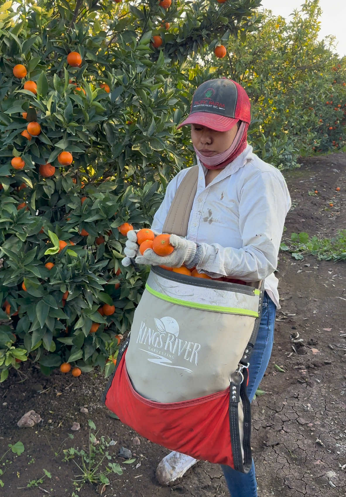 No mas nos toca de una caja de mandarina #fruit #work #fyp #viral #agriculture #usa #paratitiktok #usa 