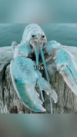 blue lobsterr 🦞🦞 #bluelobster #lobster #burp 