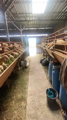 Indahnya cita-cita lewat teori kalkulatore tonggo 😬 #peternakkambing #peternakmuda #peternakkambingndeso #peternakkambingindonesia #peternakkambinggibas #peternakkambingcrostexel  #peternakkambingcrosmerino  #kandangkambing #kandangkambingmodern #kandangkambingminimalis #kandangkambingsederhana #dombawonosobo  #dombagarut 