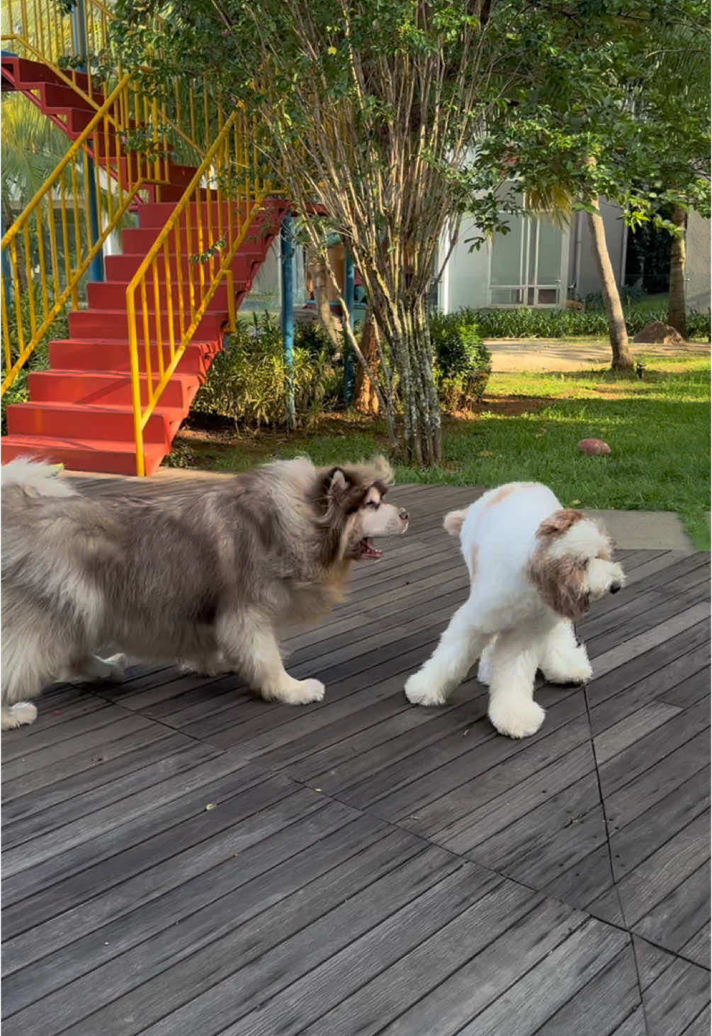 Barongsai 🦁🐺🥰 foll ig @lexygrayson #lexygrayson #barongsai #funny #funnyvideos #lucu 