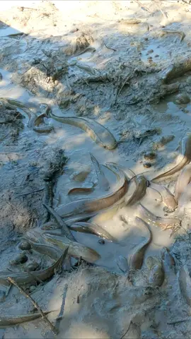 สูบสระ จับปลานำกันเด้อพี่น้อง #สูบสระ #เหมาสระ