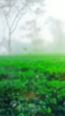 #🥰🥰🥰🥰🥰🥰🥰🥰🥰🥰🥰🥰🥰🥰 for you #paes #official #Tik Tok #viral video #🥰🥰🥰🥰🥰🥰🥰🥰🥰🥰🥰🥰🥰🥰 @For You #@😈🤫জাতির ভদ্র শয়তান😈🤫 #🥰🥰🥰🥰🥰🥰🥰🥰🥰🥰🥰🥰🥰🥰 @✨ᴵᴬᴹ➳յⲉ𝓼ʊŊ➳🦋✨asif🦋♡⚘☆🇧🇩 