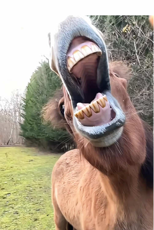 Interesting horse #funny #funnymoments #horse #feed 