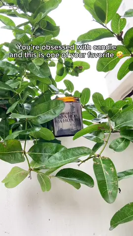Hoa Hoa Hoa Candle 🍂🕯️ #twilight #twilighttiktok #twilightedit #twilightsaga #twilightmeme #twilightmovie #edwardcullen #hoahoahoa #candle 