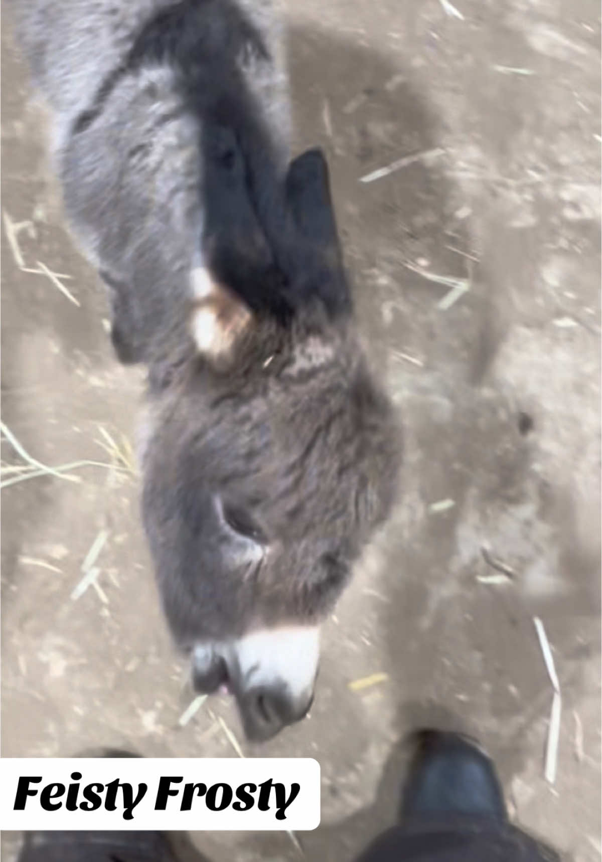 Everyday he gets feistier! #minidonkey #donkeysoftiktok #bonkey #newborndonkey #minidonkeycolt #foal #babydonkey