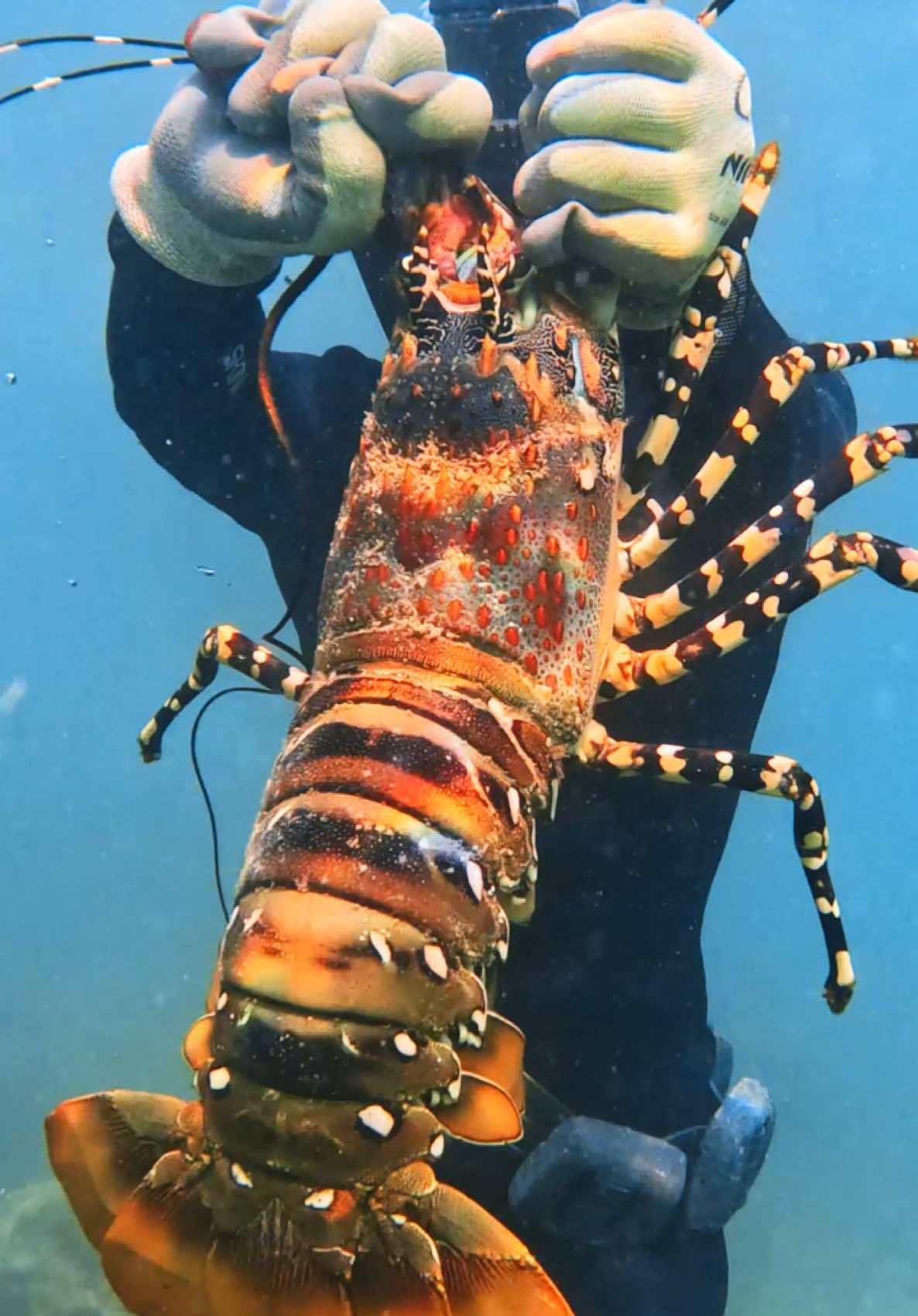 Giant Lobster Barehanded 