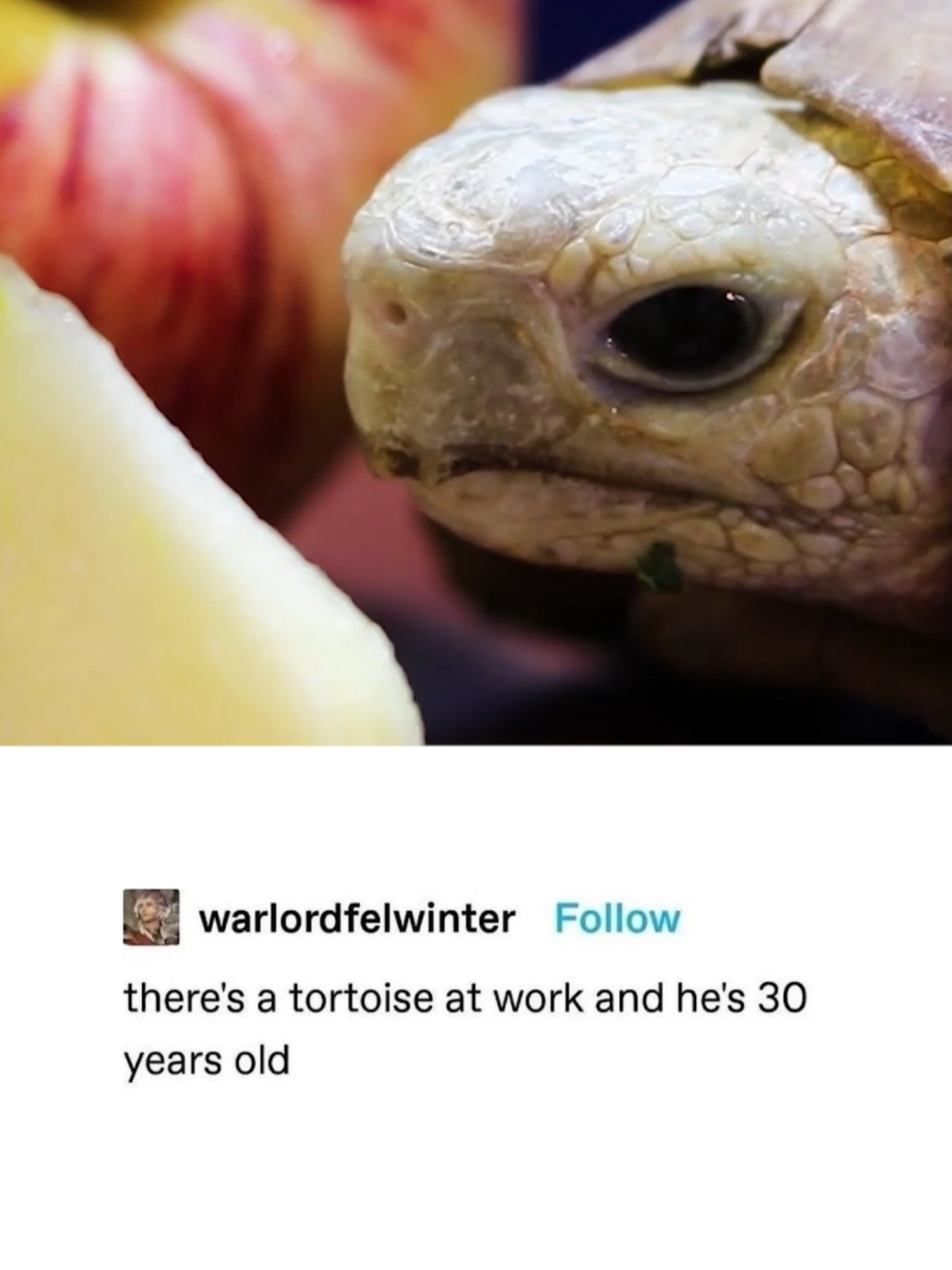 Appy Slices #memes #memestiktok #memesdaily #meme #turtle #tortoise