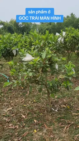 Túi Bọc BẢO VỆ CHO TRÁI CÂY.