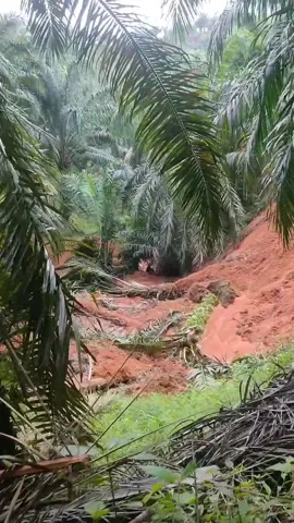 efek hujan 1 malam🥲 #fyp #sawit #longsor 