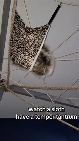 everyone says sloth move slow...well not if they are pissed...enjoy a Toothless the sloth tantrum because I washed his hammock...look at the behaviors he displays #sloth #sloths #toothlessthesloth #learn 