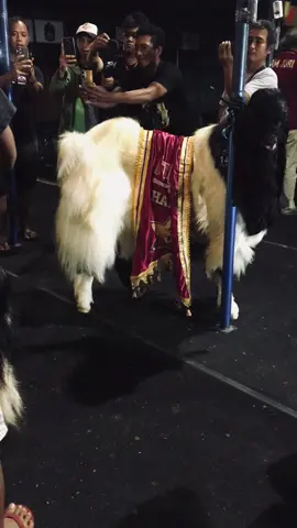 seeyou di 2025 son #joyotirto #foryoupage #peternakmuda #kambingkontes #etawaluarbiasa 