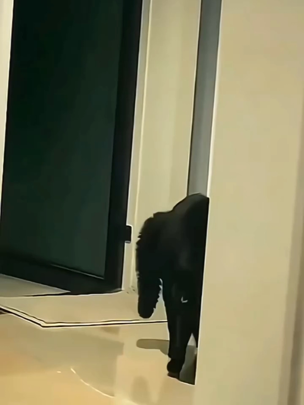 Funny cats / Смішні коти #кіттіктокер #кітукраїнець #кіт #cattok #catlover #cats #catsoftiktok #cat #cute #кот #kitten #котики #коты #котенок #котикиприколы #котыприколы #смешное #смешныеживотные #собака #собакадругчеловека #собаки #dog #dogsoftiktok #dogs #doglover #tiktok #собакиприколы #котики #котикиприколы #кумеднікоти #catsoftiktok #yellowcat #котысобаки #котята #котыприколы #собакиприколы #приколы #лучшее