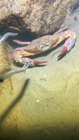 The big eel was arrogant, opened its mouth and said I don't want to eat, I don't want to eat. #diving #crab #catchthesea #seafood #seaside #fish
