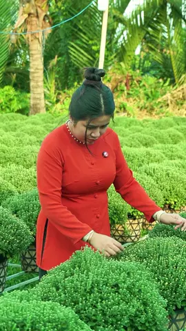 Tết đến rồi cả nhà mình nhanh tay săn hoa giá hời nha.  #tet2025 #huyenlinhgarden #vuacaygionghuyenlinh #newyear #tet