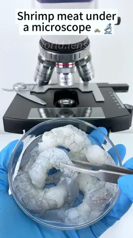 Shrimp at 400X magnification looks seriously amazing!#tiktokshop #funnyvideos #fyp #funny #foryoupage #microscope 