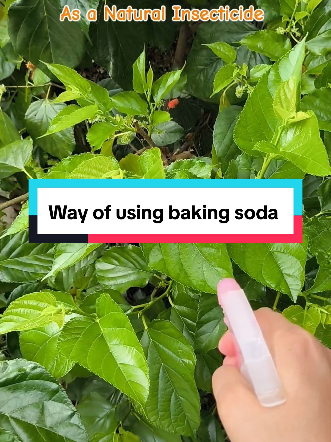 My Natural Insecticide hack! @armandhammerphilippines . #AHBakingSodaChallenge #MorePowerToYou 