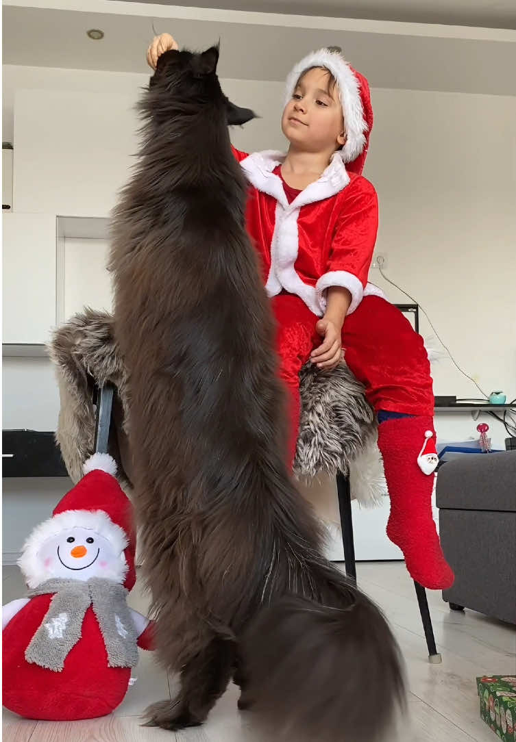 Ending the year in the best way possible—with amazing guests and holiday cheer! 🎄🌟✨ #santa #mainecoon #winterholidays #мейнкун #zeusmainecoon 