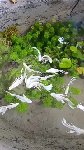 วันสุดท้ายของปีขอบคุณลูกค้าทุกท่านที่อุดหนุนร้านเล็กๆของผมและขอบคุณทุกคนที่ติดตามช่องปีหน้าจะพยายามทำปลาให้สวยและเยอะพอแบ่งให้ทุกๆคนที่สนใจอยากเลี้ยงนะครับ#ปลามอลลี่หางกระโปรง #ปลาบอลลูน #ปลาสวยงาม #ปลาสอด #mollyfish #ConSantanderConecto 