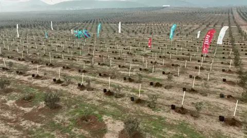 Wrapping up the year with a meaningful tree planting ceremony by the COP29 Presidency Team! A symbol of our commitment to “Enhance Ambition & Enable Action – In Solidarity for a Green World.” Every tree planted represents hope, resilience and a greener future for generations to come. Together, we will continue our journey towards a sustainable world. #COP29 #COP29Azerbaijan #TreePlanting #ClimateAction #GreenWorld #Solidarity #Sustainability #COP29Presidency #BakuToBelem 