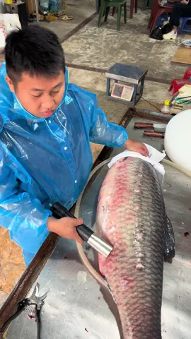 Trắm đen khủng 33kg lên đãi khách vip #vuacakhung #xuhuongtiktok #xuhuong #xuhuong2024 #caucachuyennghiep #caucavakhampha 