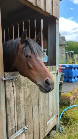 Funny horse#foryou #fyp #happy #horse 