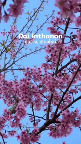 Có bạn nào muốn đồng hành cùng tụi mình trong chuyến Chiang Mai Tháng 04/2025 sắp tới hông nè 🥰 #retreatsacnangluong #retreatyogachuong #retreat #chiangmai #chiangmaithailand #chuongxoay #yoga #tarot 