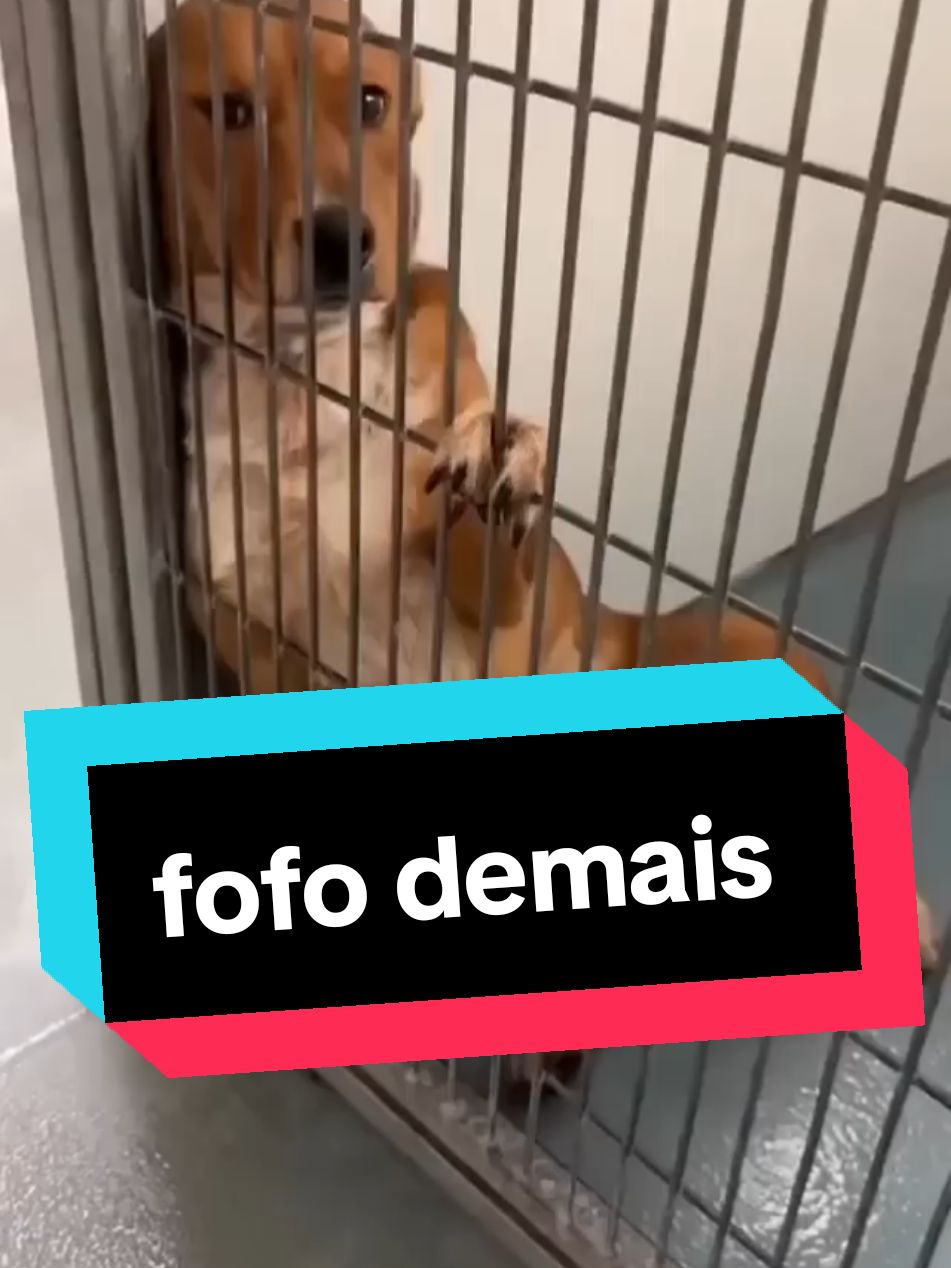 #creatorsearchinsights #cachorro #cachorros #cachorro #dogs #felicidade #fofo #amor #adoteumamigo #adocaodeanimais #videoviral #dogsoftiktok #video #doglife #videos #creator 