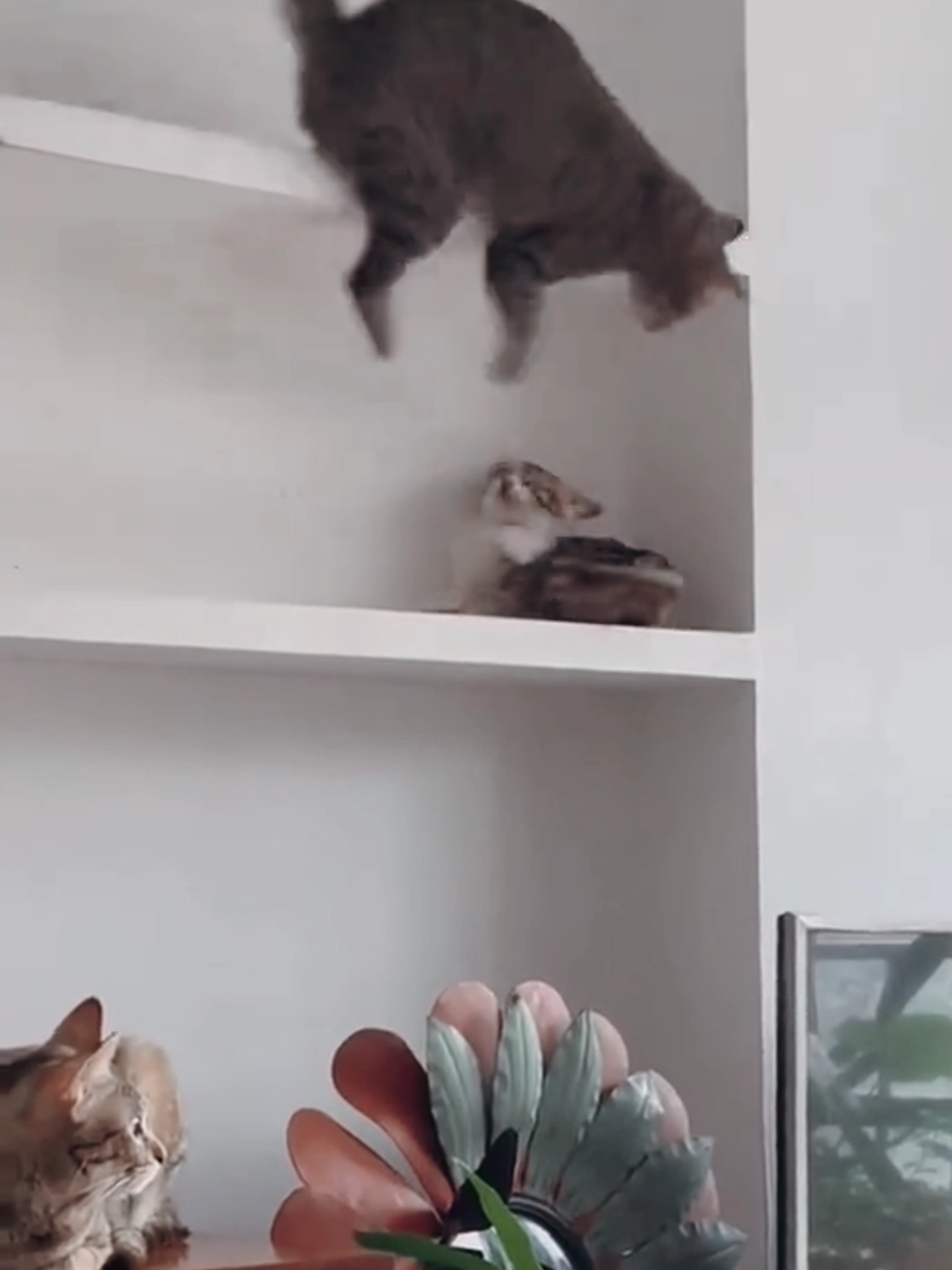 HOT Cat Fails – Laugh Till You Cry! 🐱🔥 #funnycatvideos #cutecat #pets #funnyanimals #petlovers #adorable #viral_video #trendingnow #animal  #catmeme