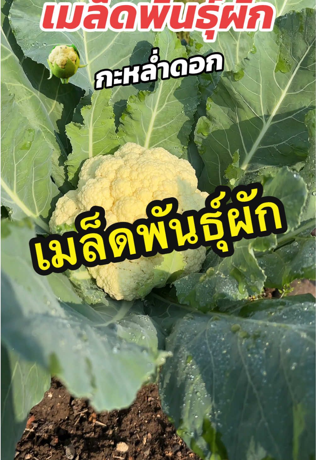 เมล็ดพันธุ์ กะหล่ำดอก #เมล็ดพันธุ์ #เมล็ดพันธุ์ผัก #กะหล่ํา #เมล็ดพันธุ์กะหล่ำดอก #เมล็ดพันธุ์ผักสวนครัว 